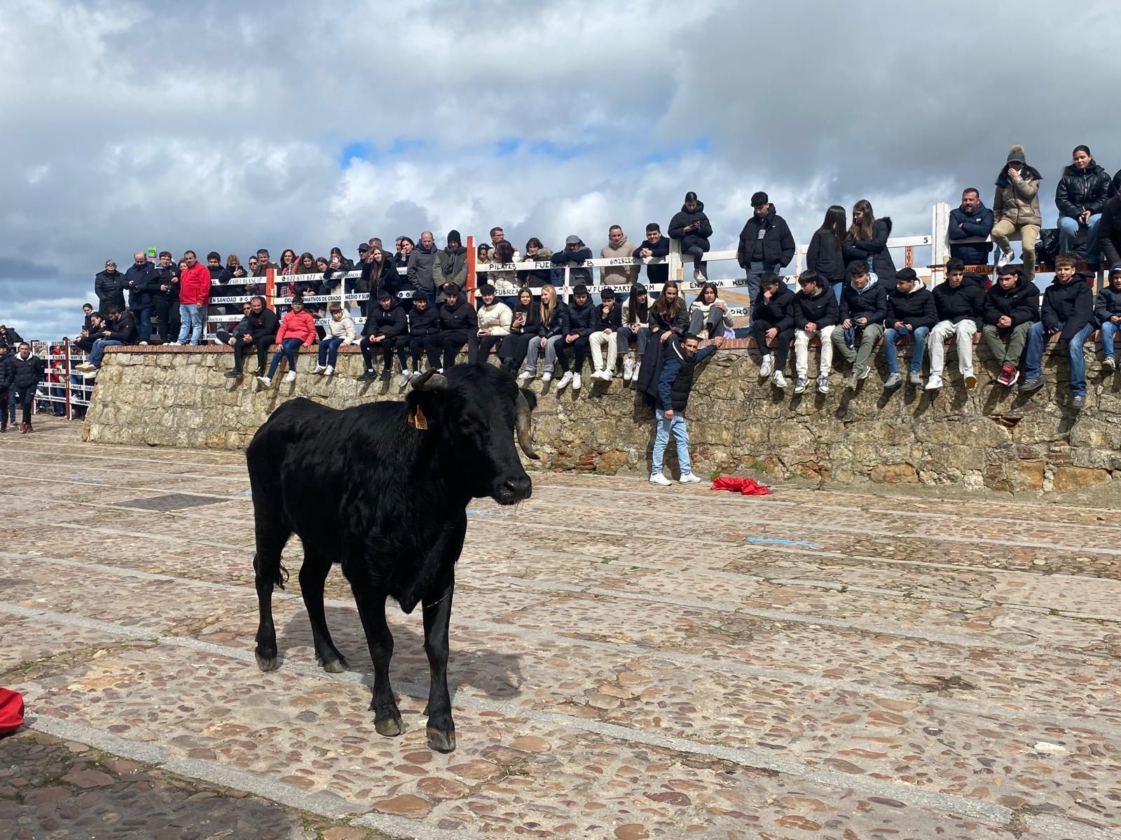 suelta-de-vaquillas-por-el-domingo-de-pinata-en-ciudad-rodrigo-9-de-marzo-de-2025-14