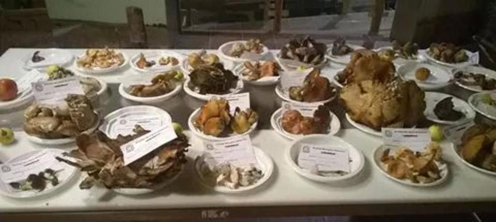 Jornadas micológicas en Fuenterroble