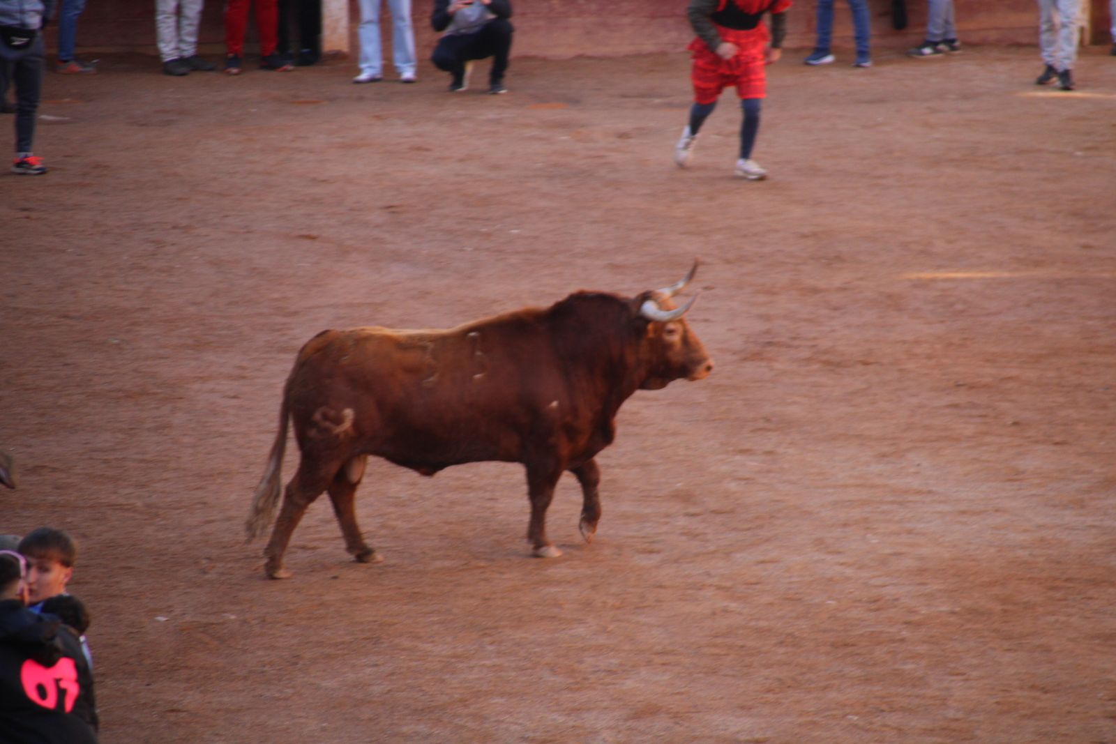 Encierro de sábado en el Carnaval del toro 2026 de Ciudad Rodrigo