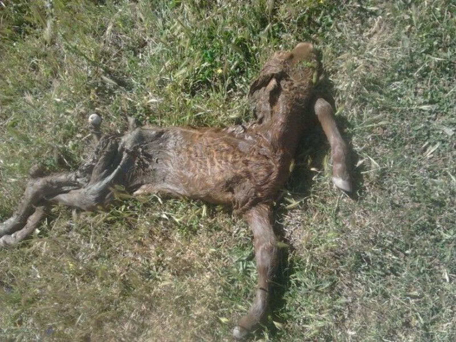 El lobo termina con otro ternero en San Felices de los Gallegos El lobo termina con otro ternero en San Felices de los Gallegos