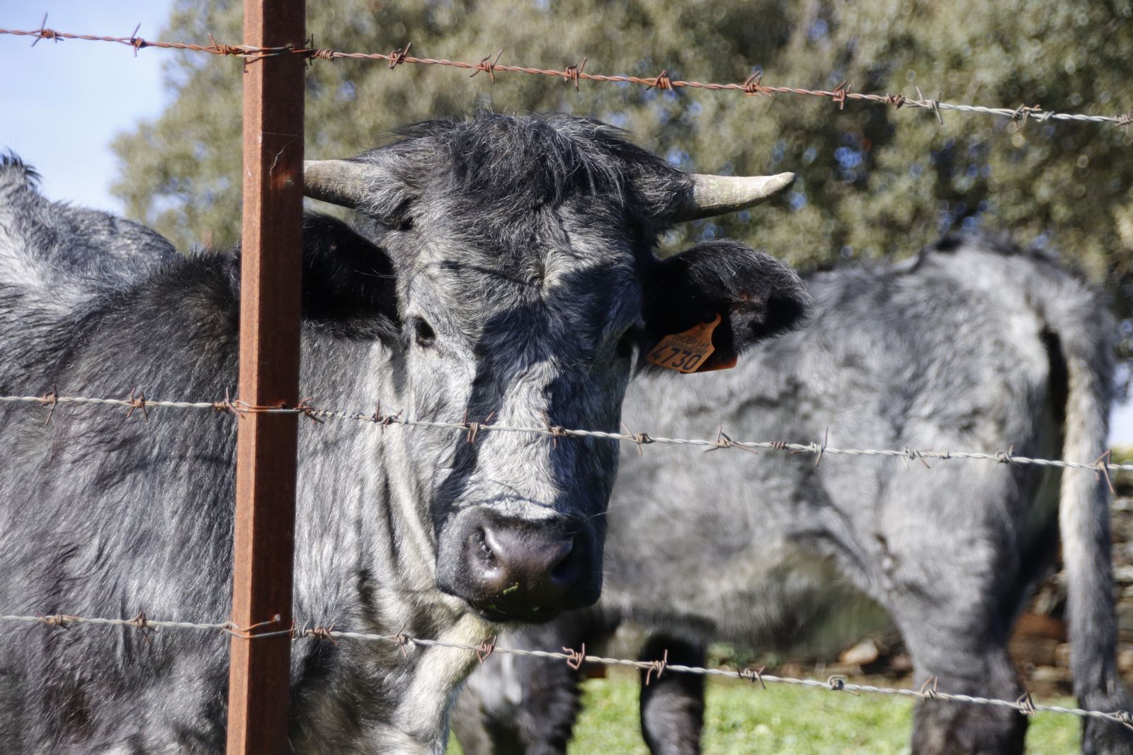 Vacas, ganado. Foto de archivo
