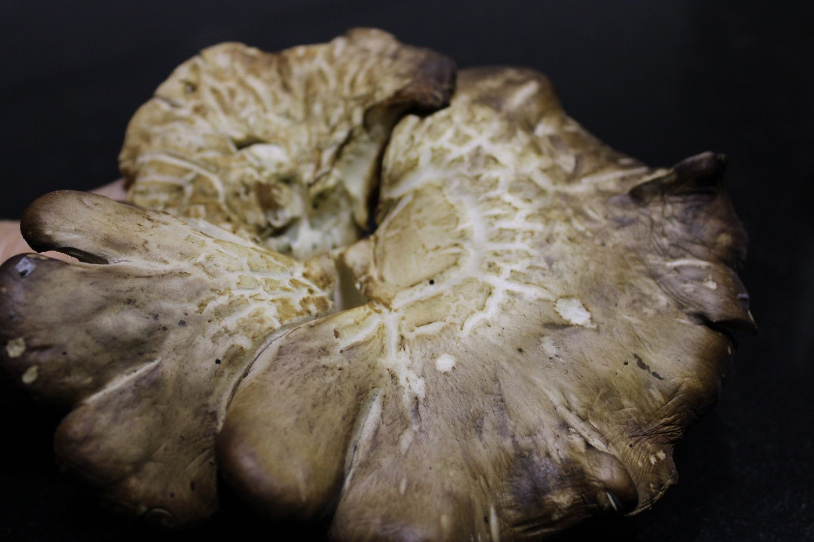 Setas de cardo en una foto de archivo | Foto: s24h