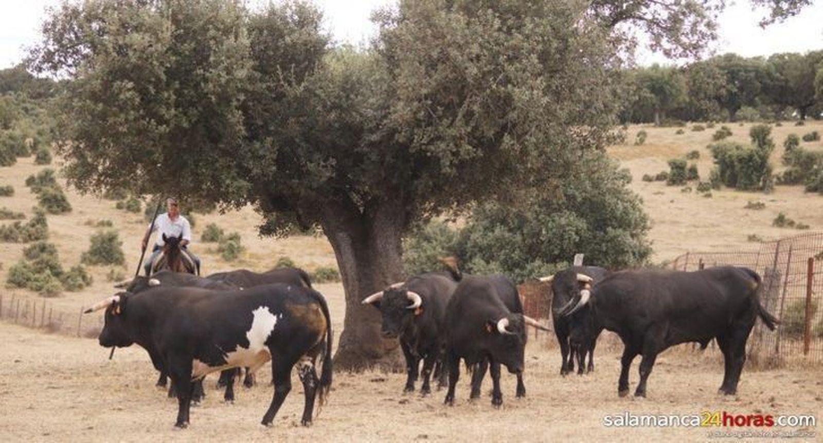 Fallece el ganadero Fernando Pérez Tabernero