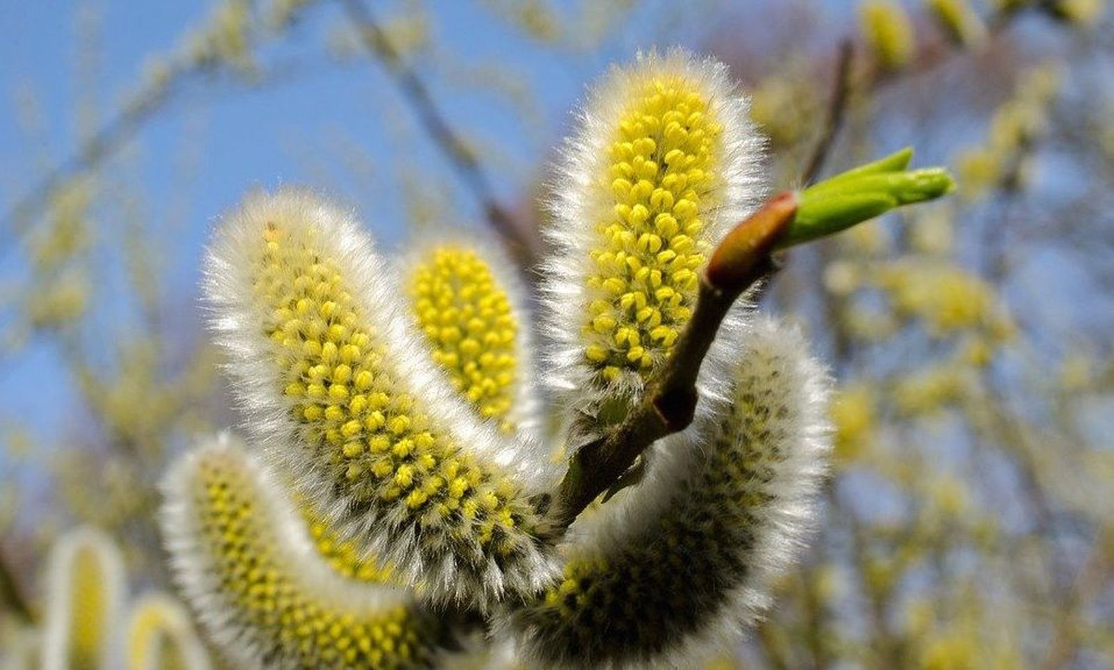 Consejos para paliar la acción de la alergia por polen