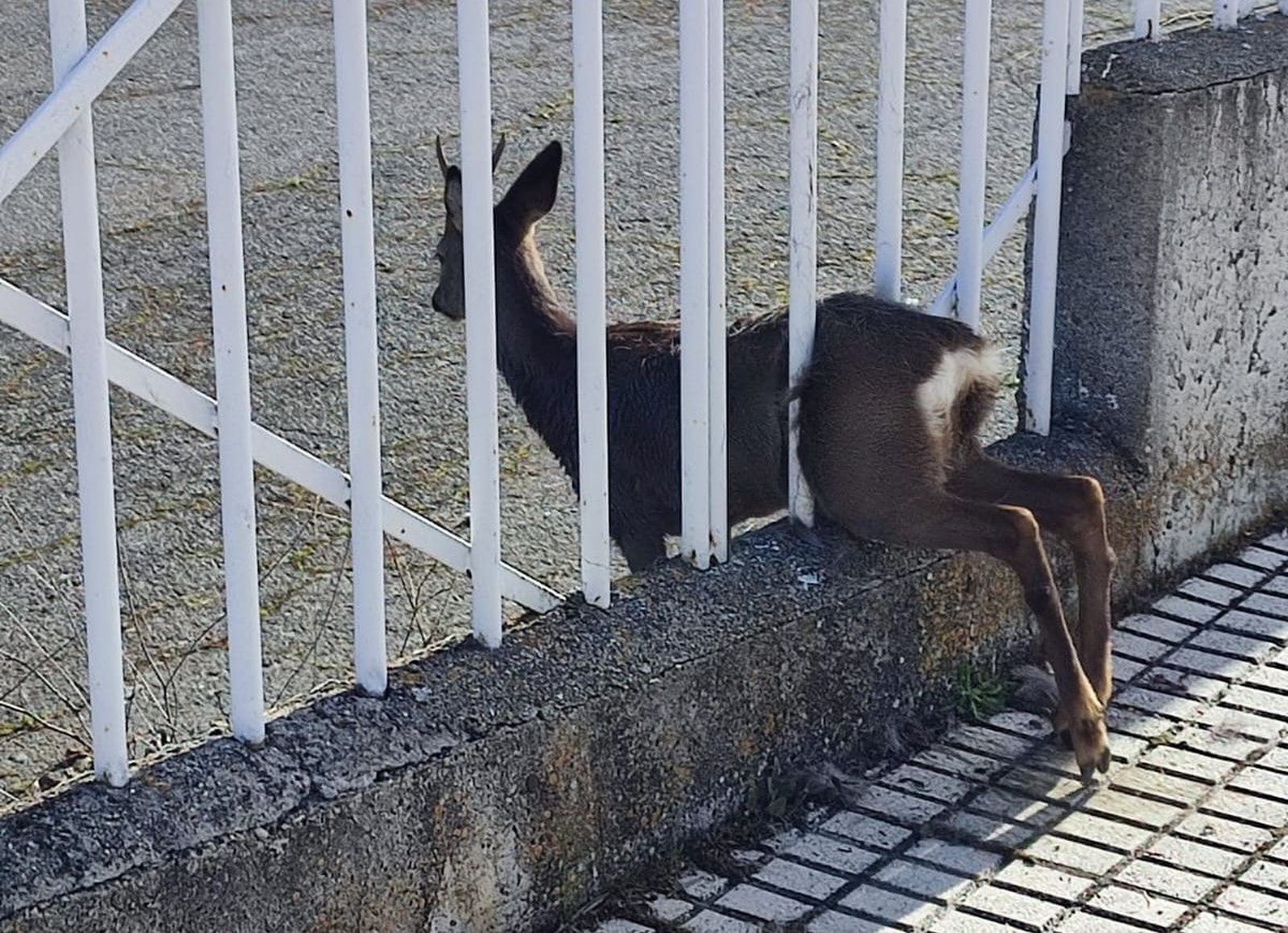 La Guardia Civil rescata a un corzo atrapado en la valla perimetral del Estadio Helmántico La Guardia Civil rescata a un corzo atrapado en la valla perimetral del Estadio Helmántico