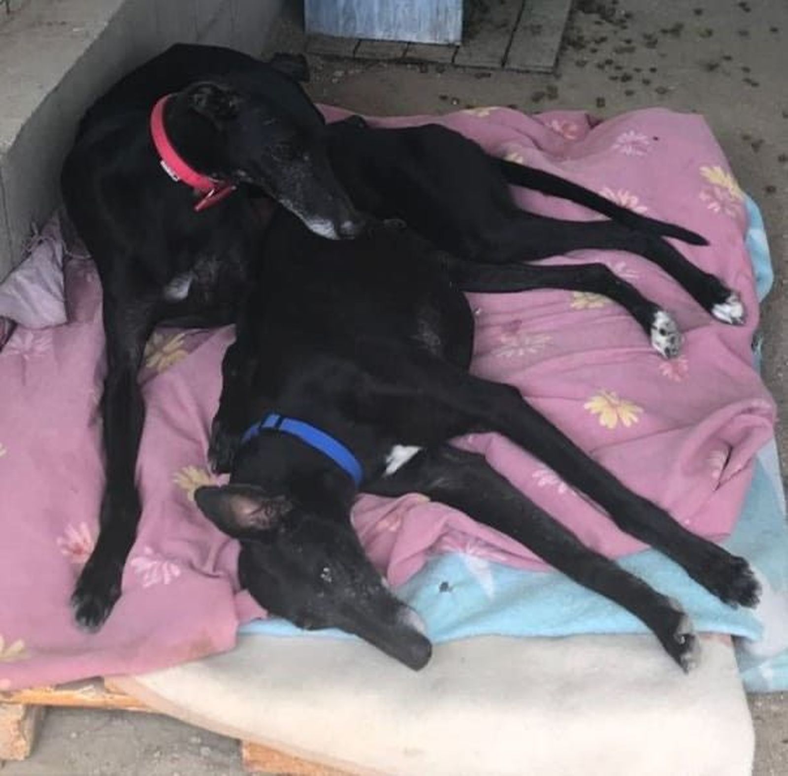 Protectora de animales 'Siempre Fiel' (2)