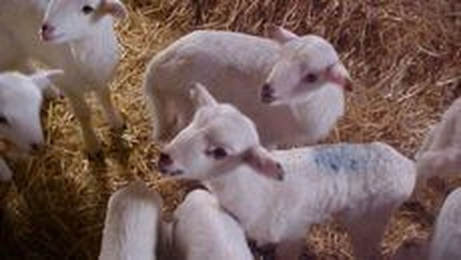 ASAJA pide reforzar controles para que el cordero importado no se venda como lechazo de la región