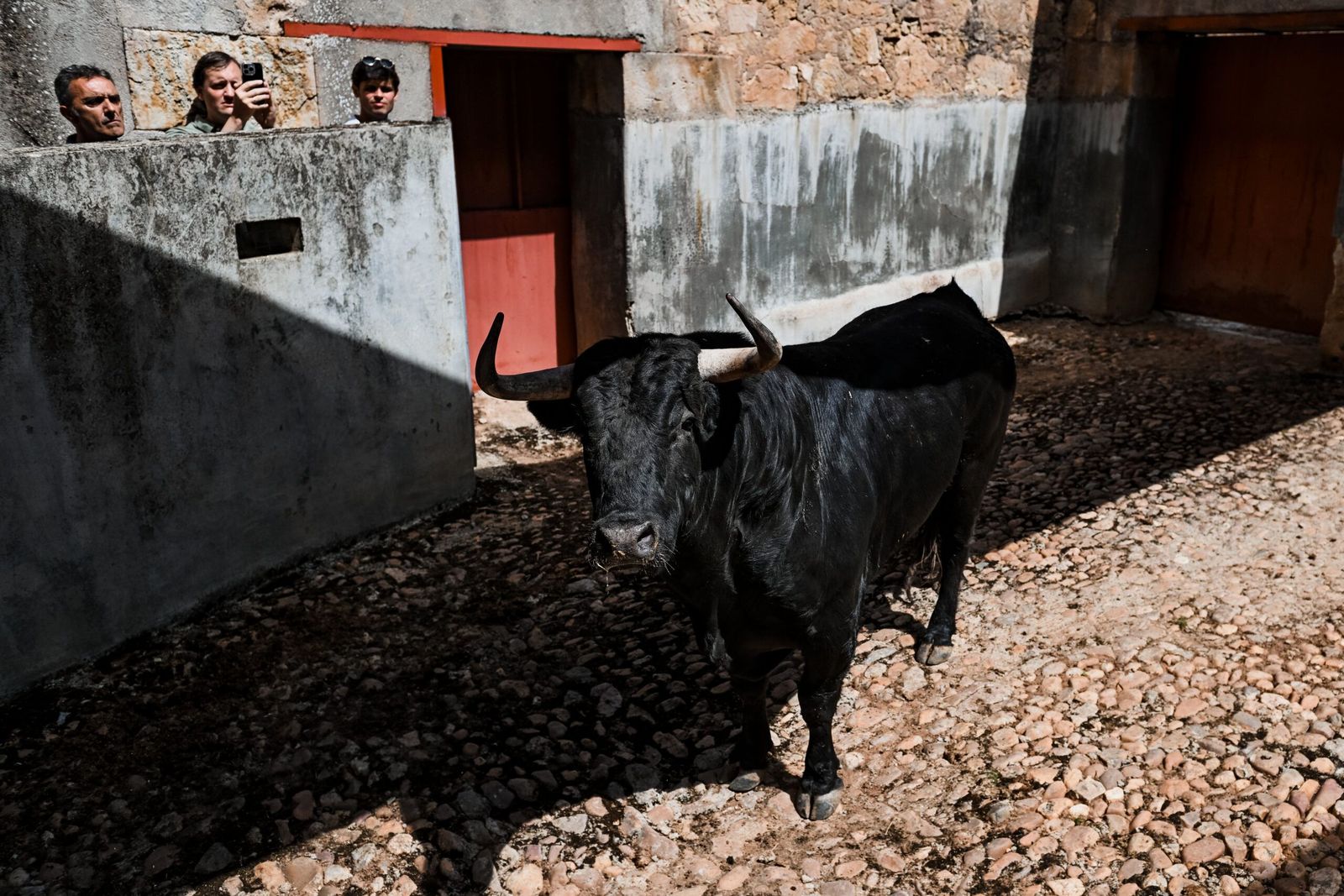 sorteo-de-los-toros-para-el-mano-a-mano-entre-morante-de-la-puebla-y-marco-perez-en-salamanca-fotos-bmf-toros-15