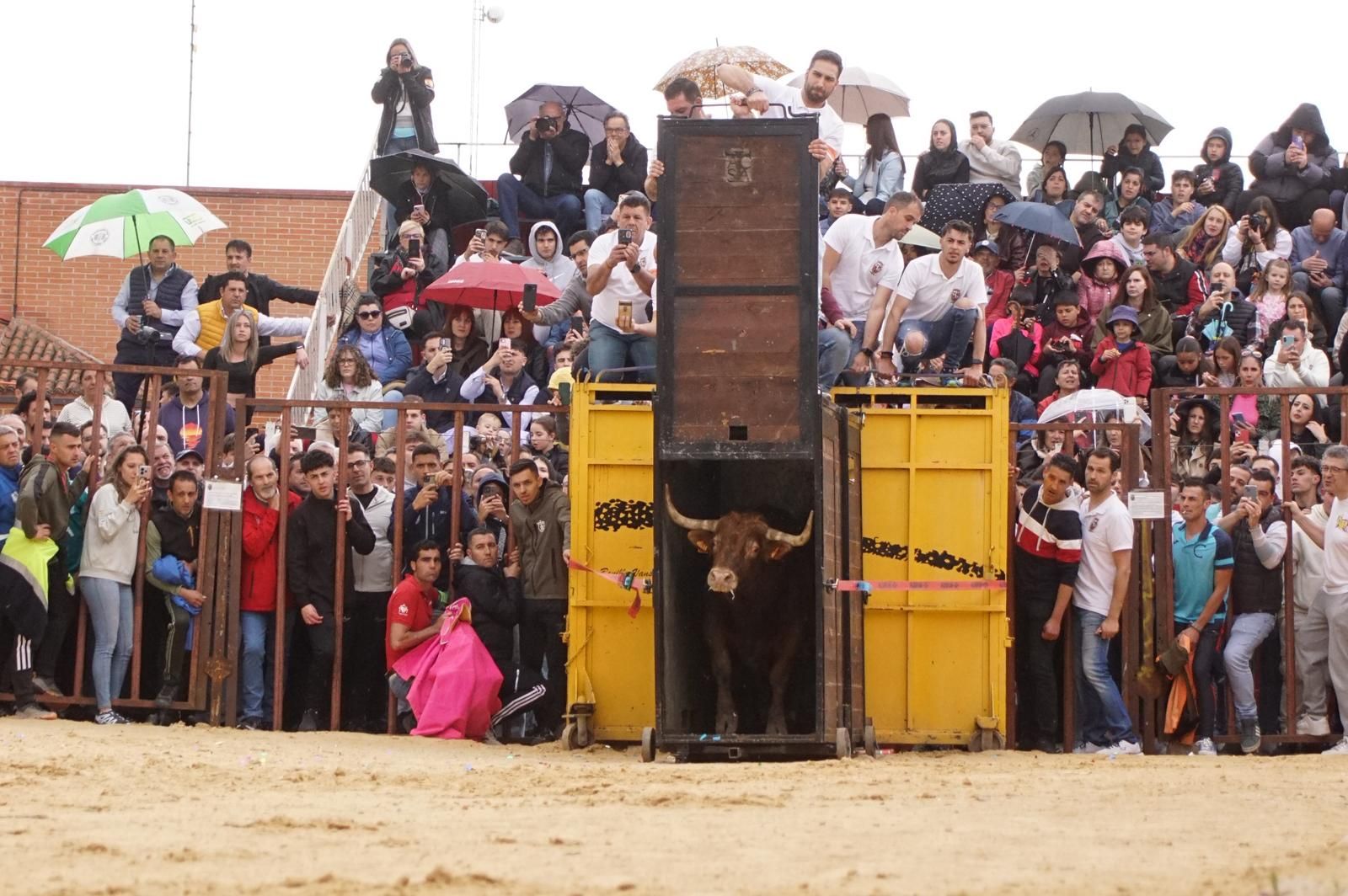 Villoria, toro del Voto