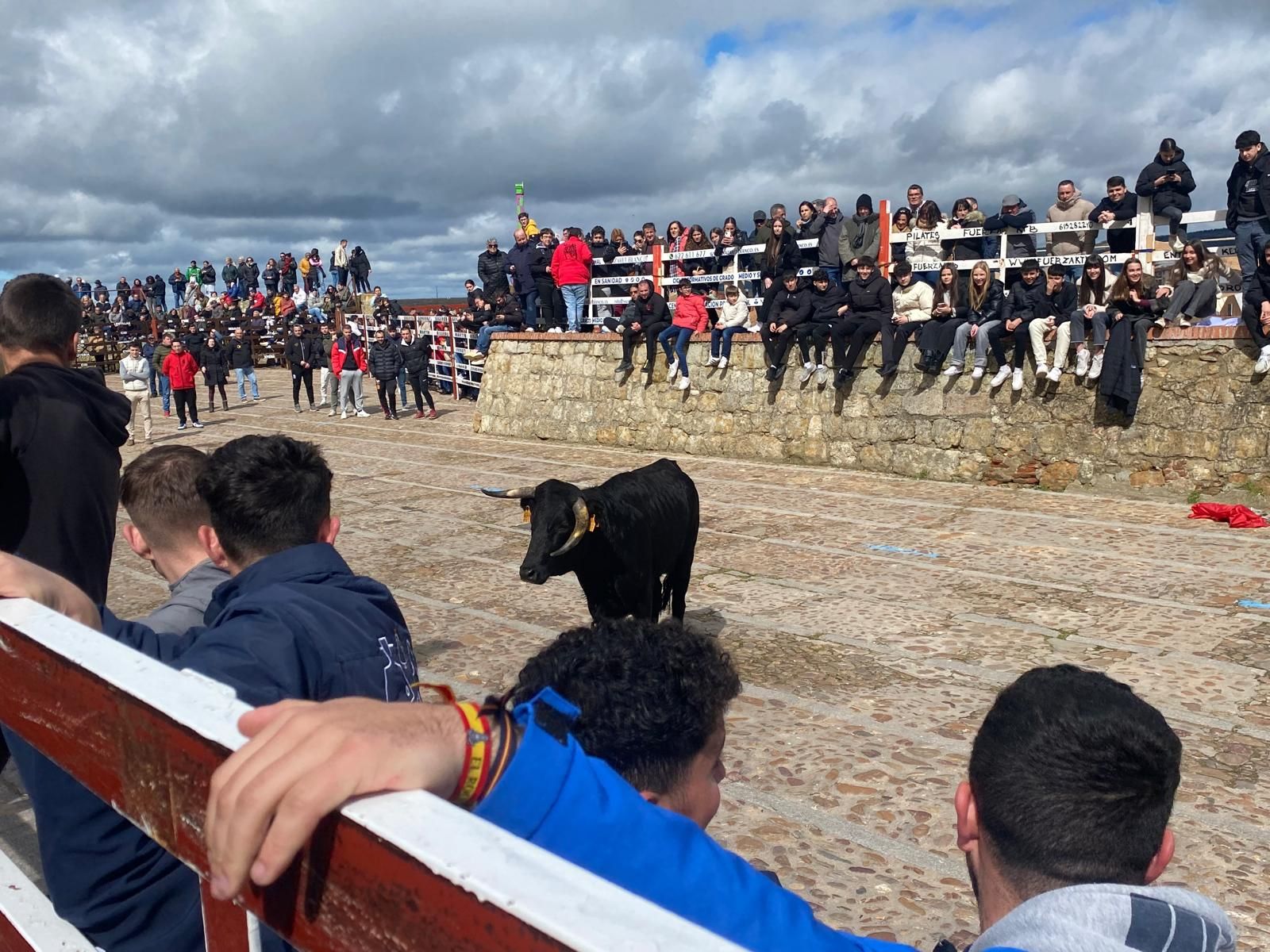 suelta-de-vaquillas-por-el-domingo-de-pinata-en-ciudad-rodrigo-9-de-marzo-de-2025-15