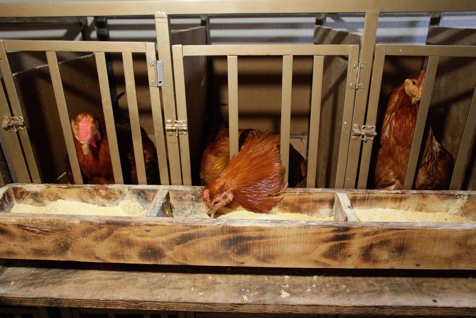 Varios capones en jaulas en una granja. EP