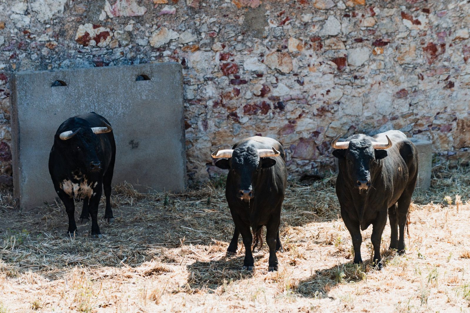 sorteo-de-los-toros-para-el-mano-a-mano-entre-morante-de-la-puebla-y-marco-perez-en-salamanca-fotos-bmf-toros-4