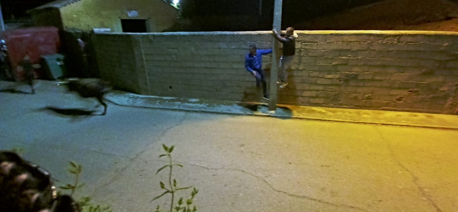 suelta-nocturna-de-vaquillas-durante-las-fiestas-patronales-de-cabrillas-11