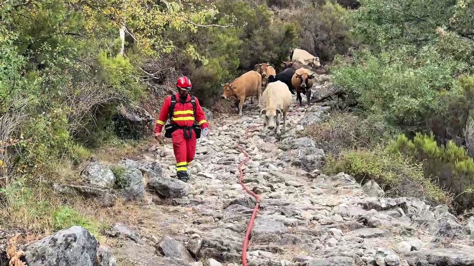 Un trabajador de los medios de extinción guía a unas vacas
