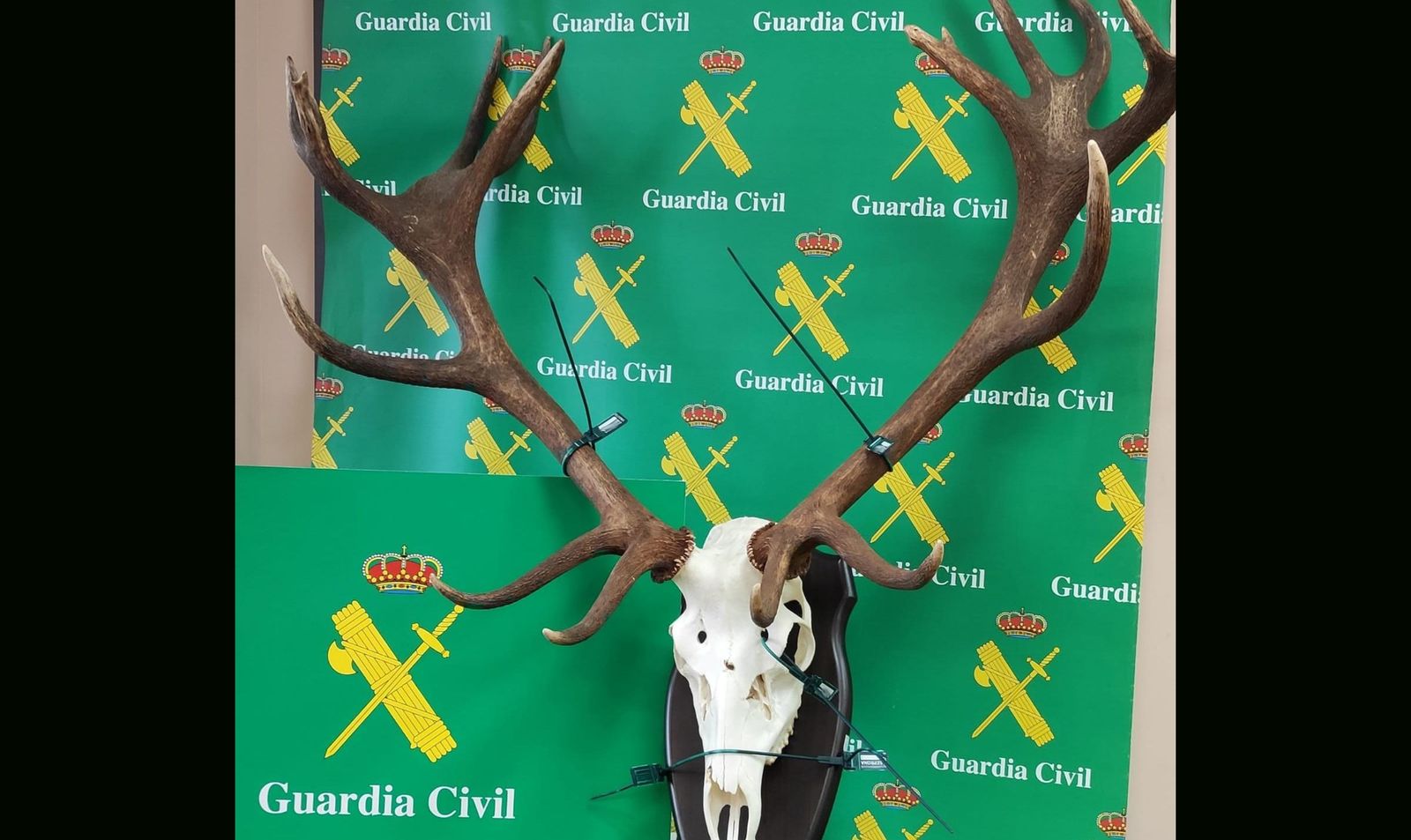 El hallazgo del trofeo de la cabeza del ciervo por parte de la Guardia Civil