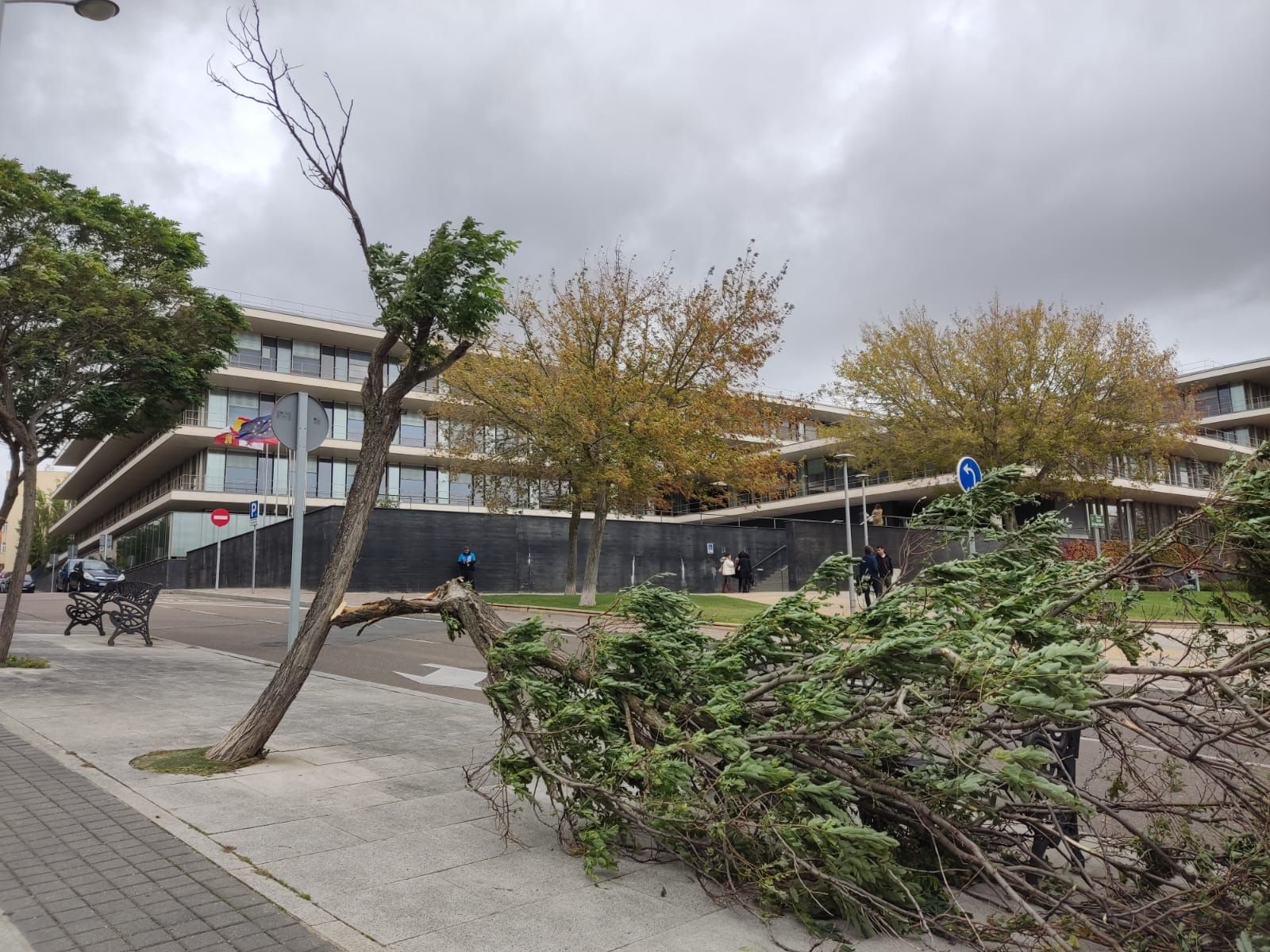 Árbol arrancado por el temporal en la calle Príncipe de Vergara