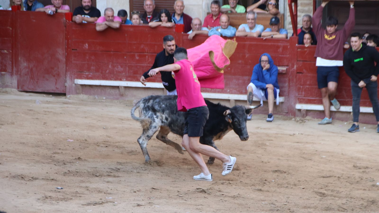 Suelta de una vaquilla tras el primer encierro en Aldeadávila