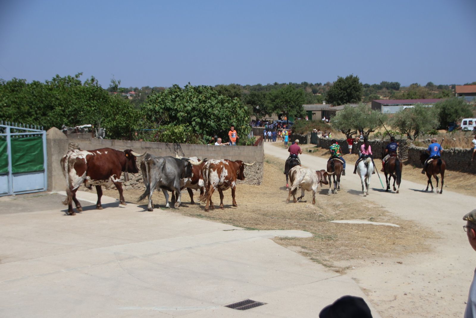 Lumbrales encierro a caballo