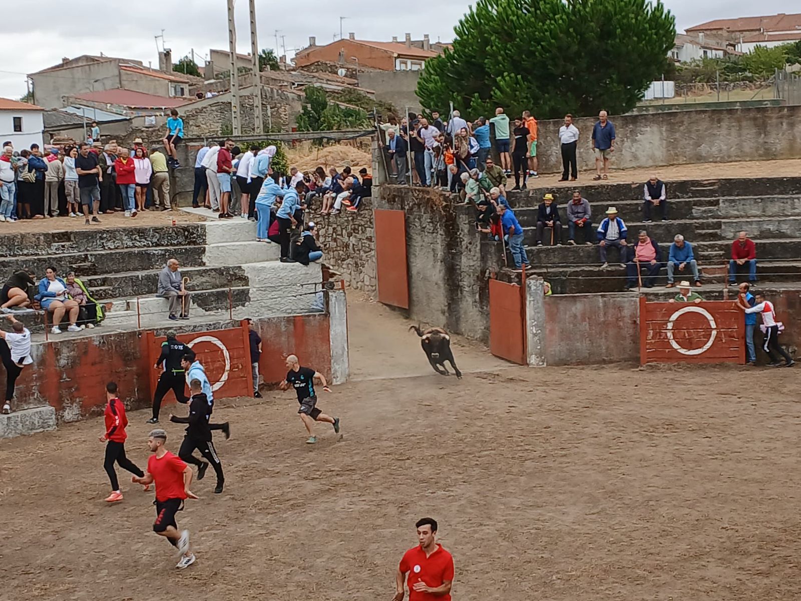 Encierro de novillos en Pereña