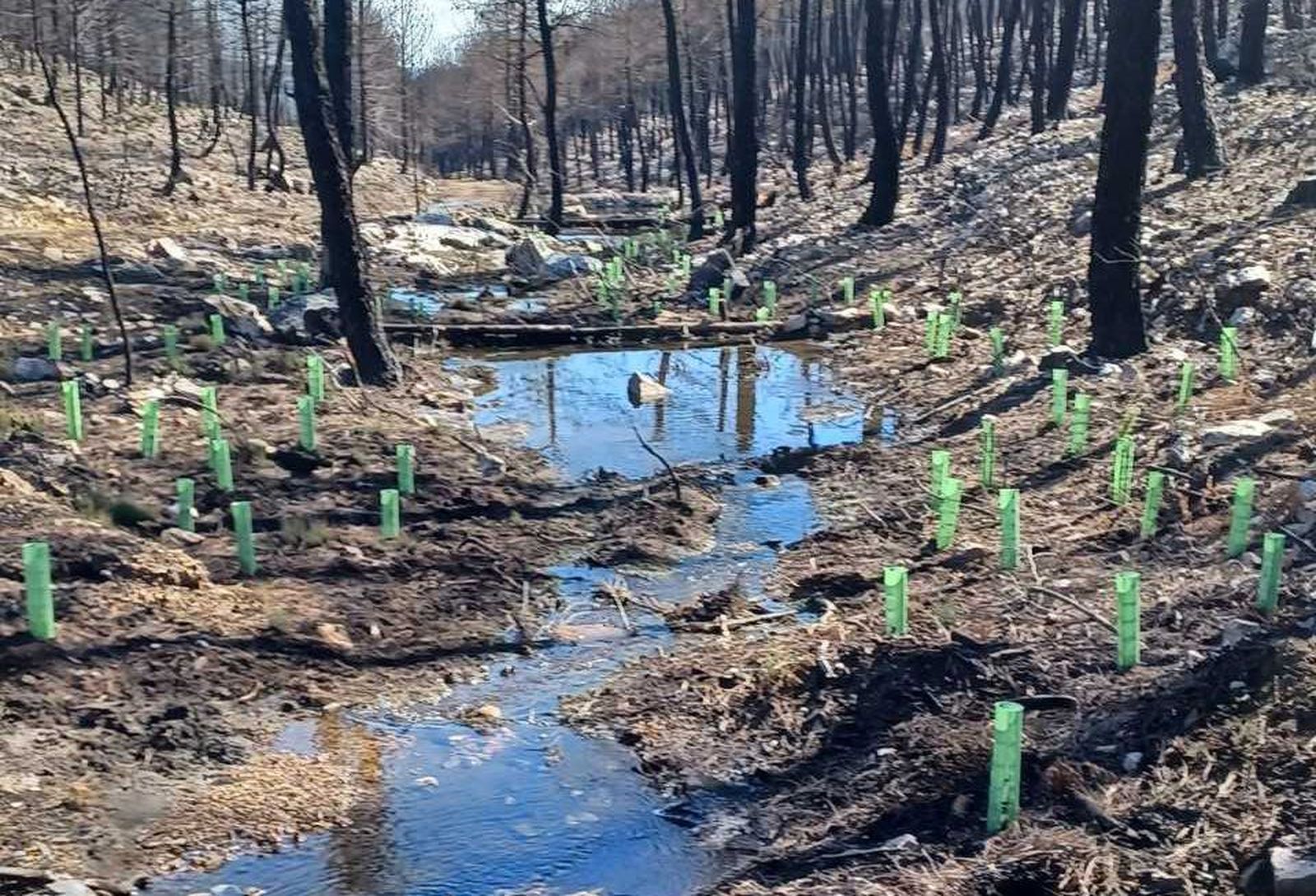 Actuaciones de restauración fluvial en Riofrío de Aliste
