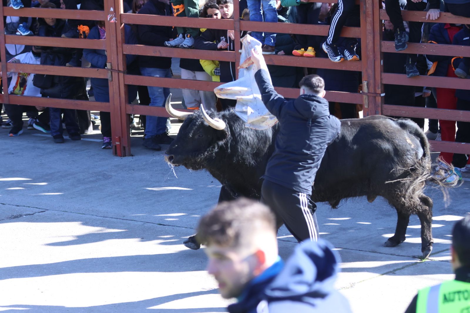 Toro del Antruejo 2026 en el Carnaval del Toro de Ciudad Rodrigo