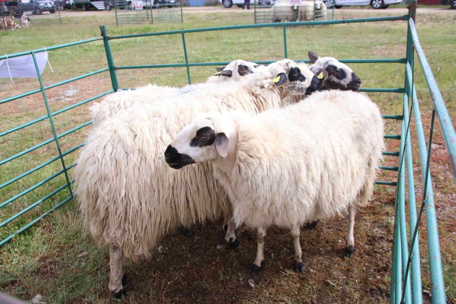 20240501103732-img-2939