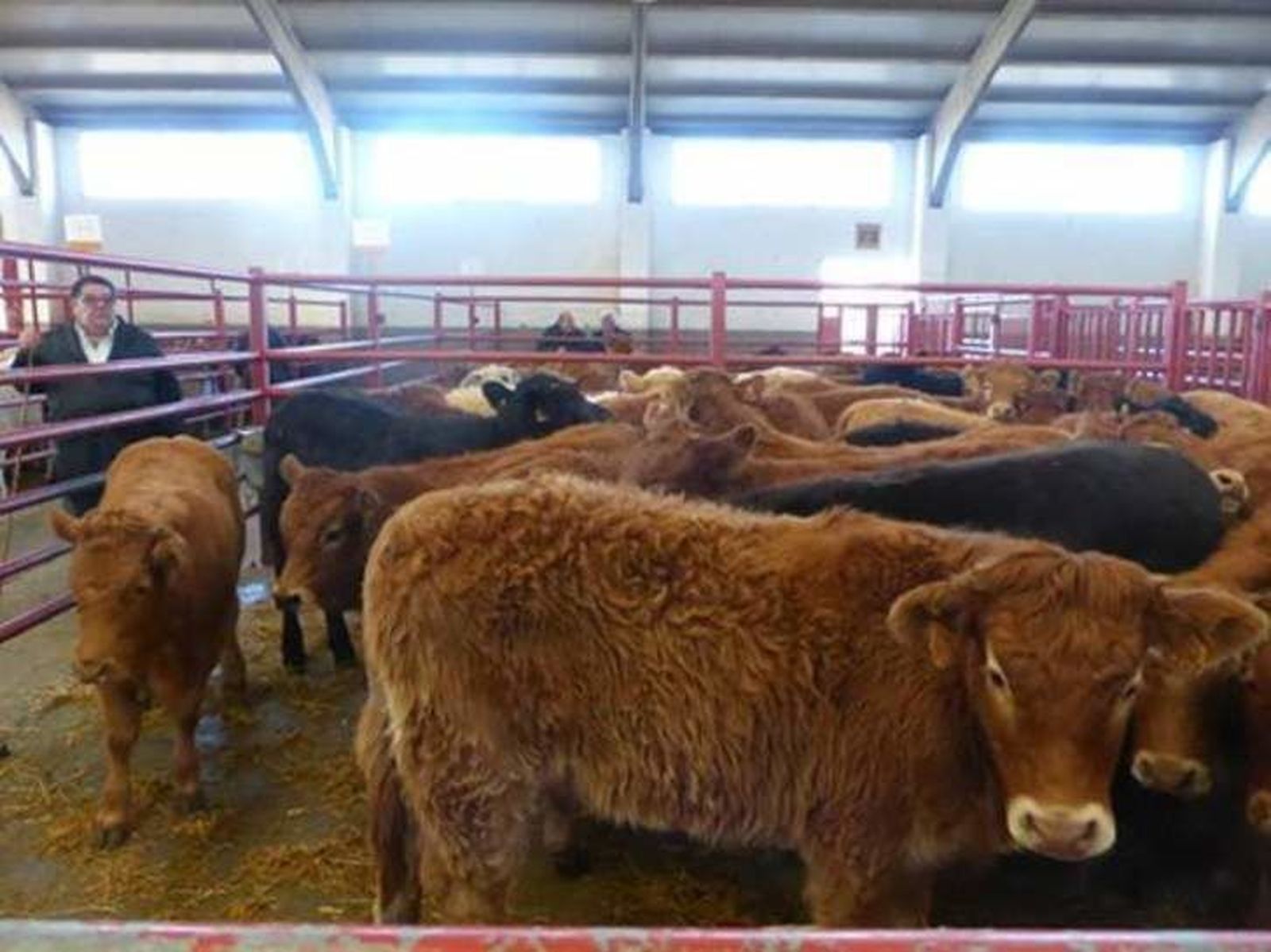 La Lonja de Salamanca se tiñe de verde
