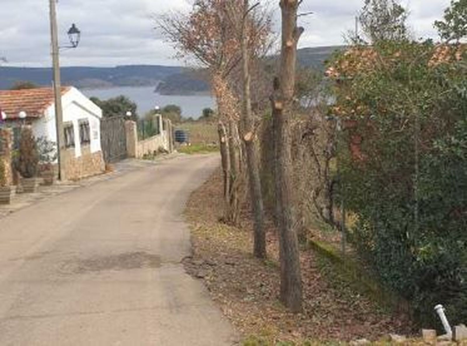 Robles en la actualidad podados