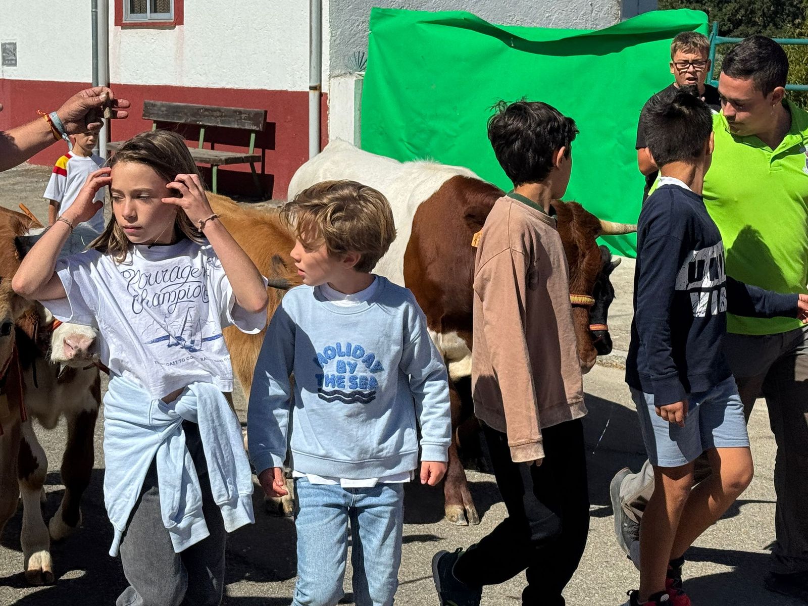 Encierro de mini bueyes en el último día de fiestas en Aldeadávila de la Ribera