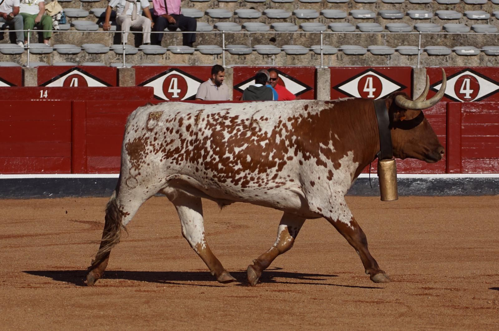 Tradicional Desenjaule en la Plaza de Toros La Glorieta