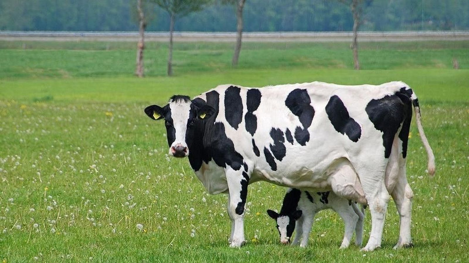 Aumentan las ayudas en concepto de pagos asociados al vacuno de leche