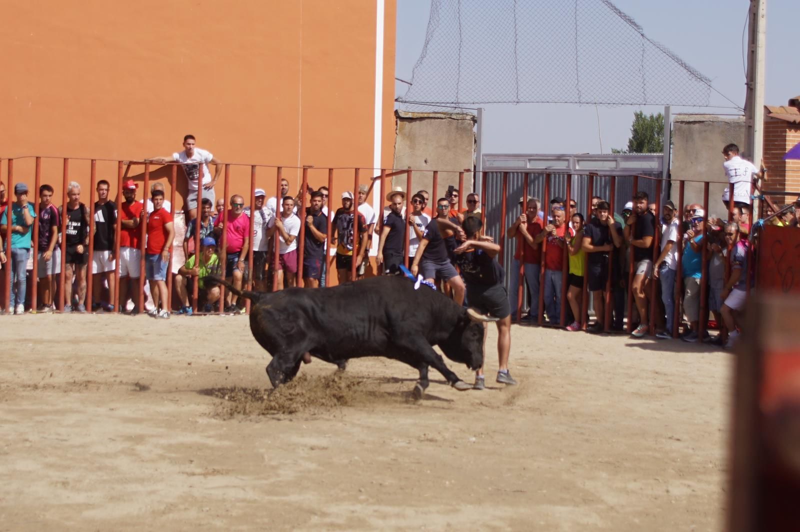 toro-de-cajon-de-castrillo-de-la-guarena-fotos-juanes-28