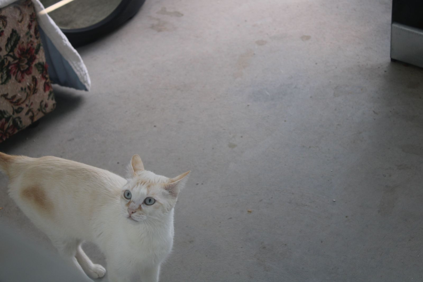 refugio-de-animales-del-ayuntamiento-de-salamanca-50