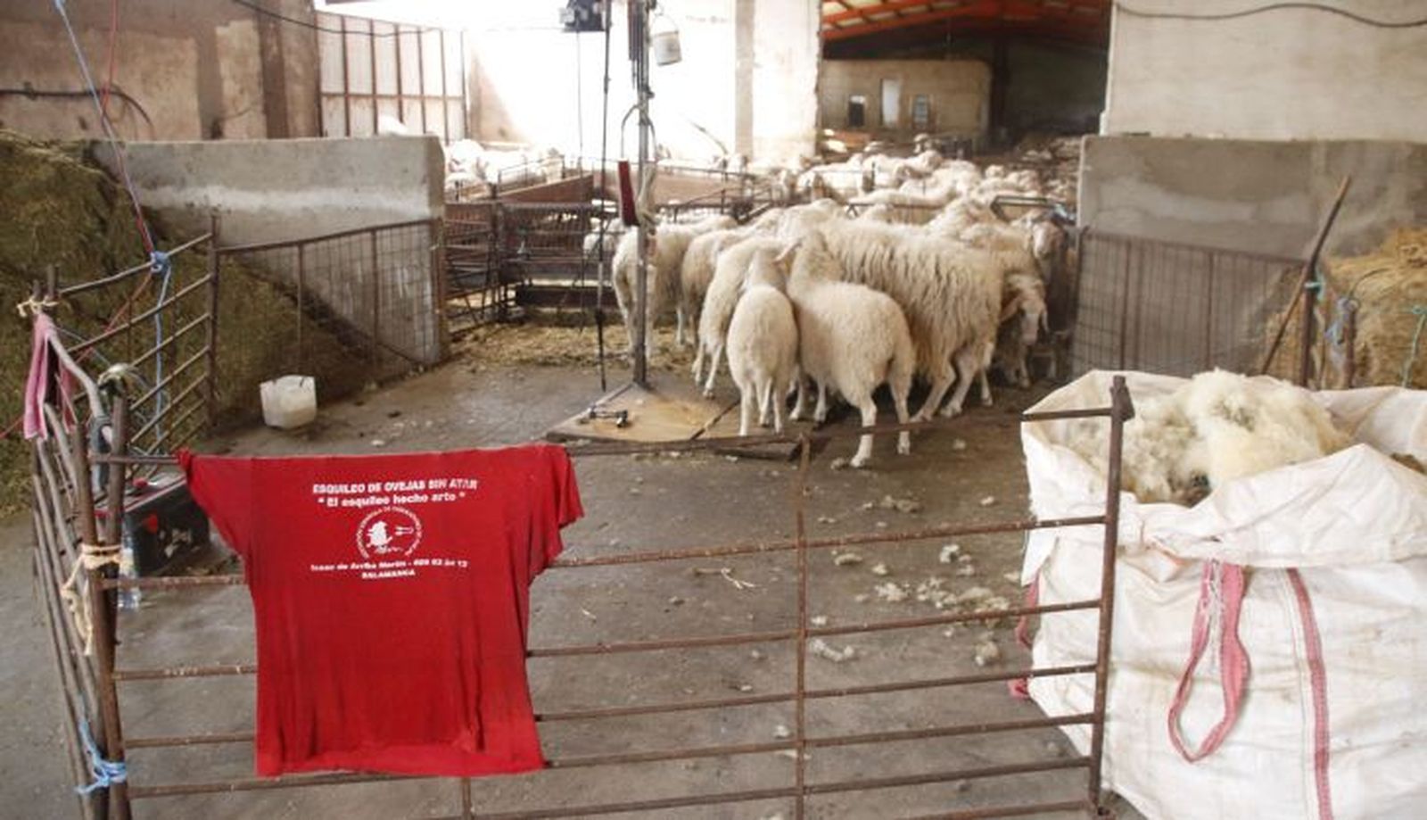 Reportaje Esquilar ovejas