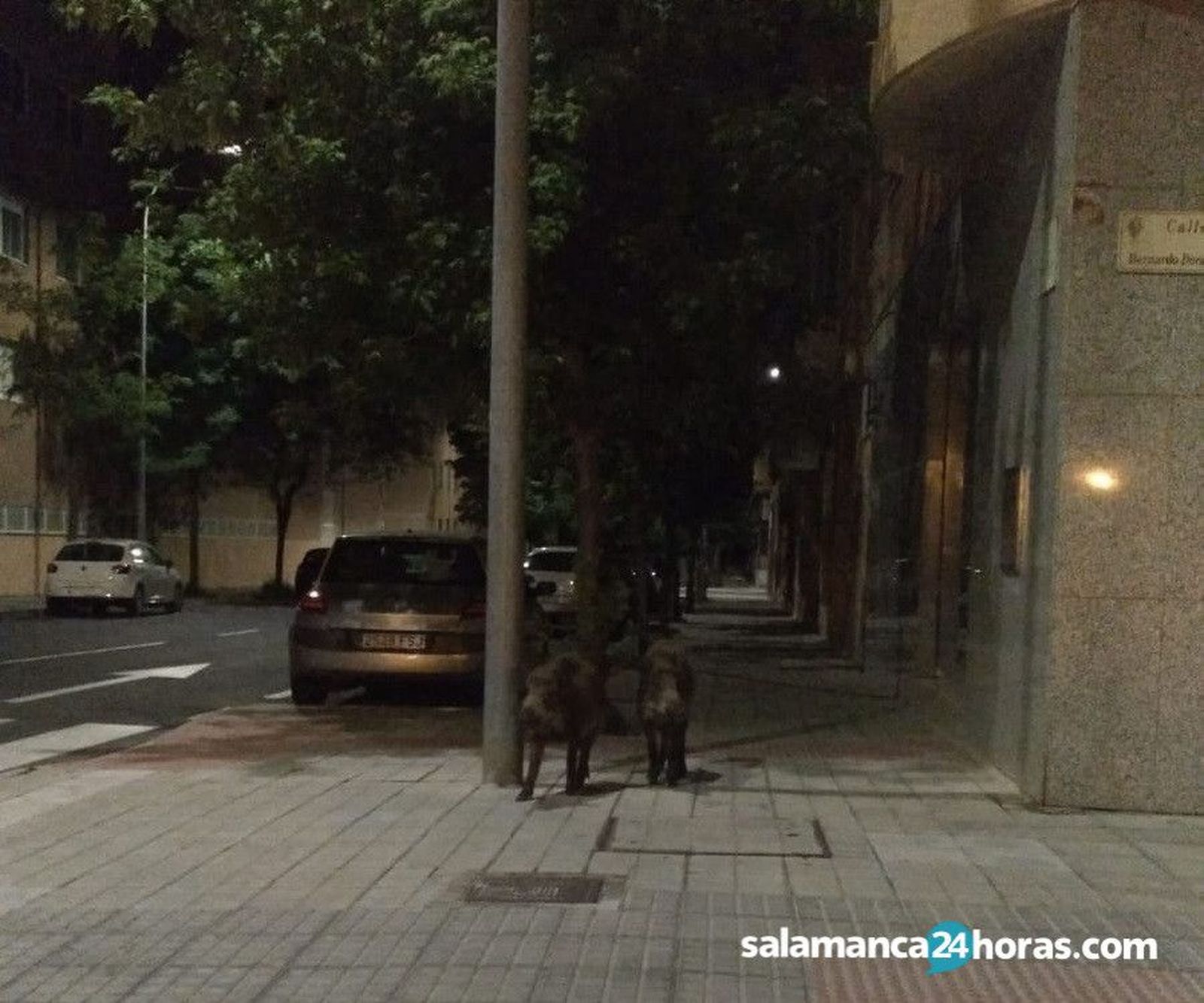 Jabalíes en la calle Bernardo Dorado