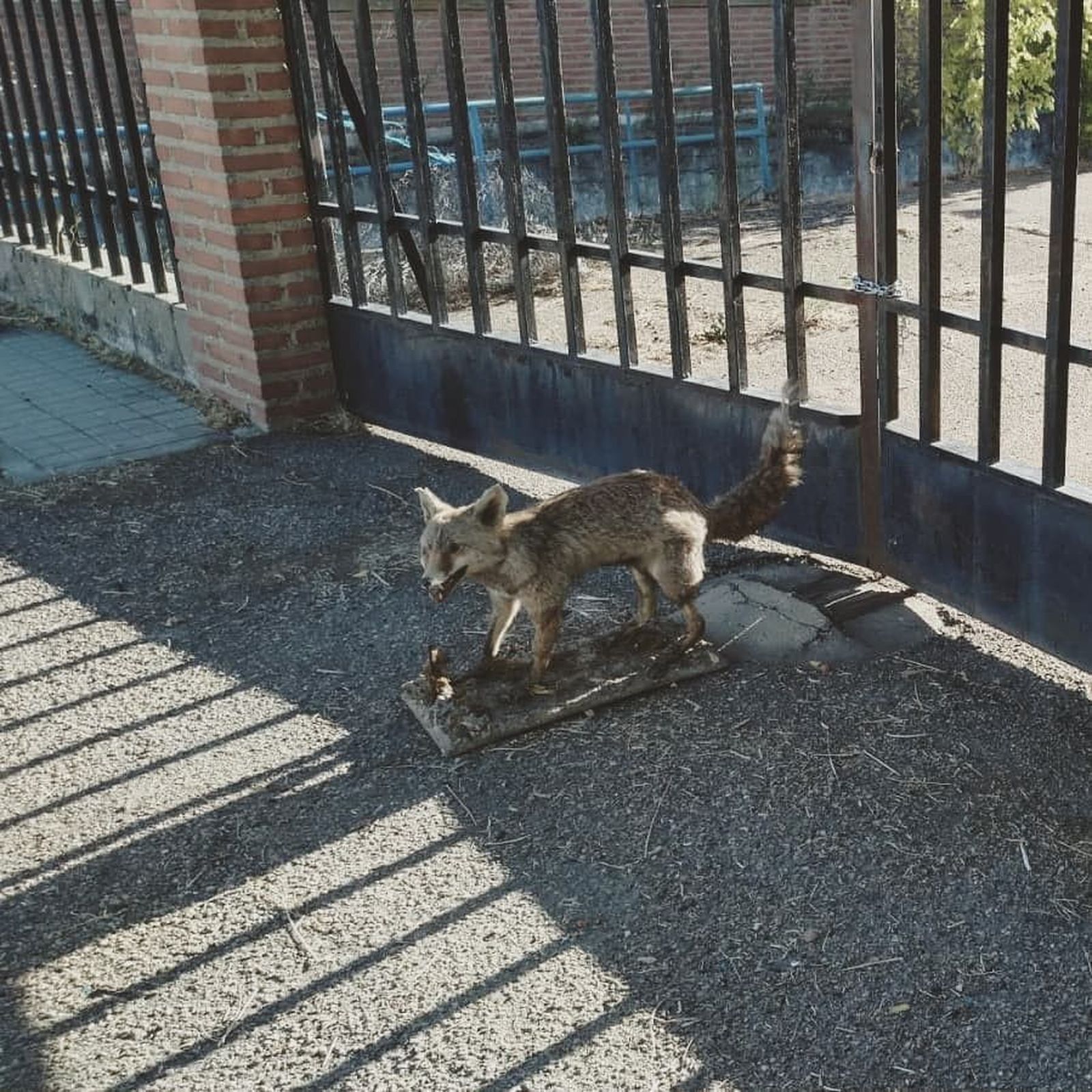 118958486 3113223298786325 2371505432223888810 n