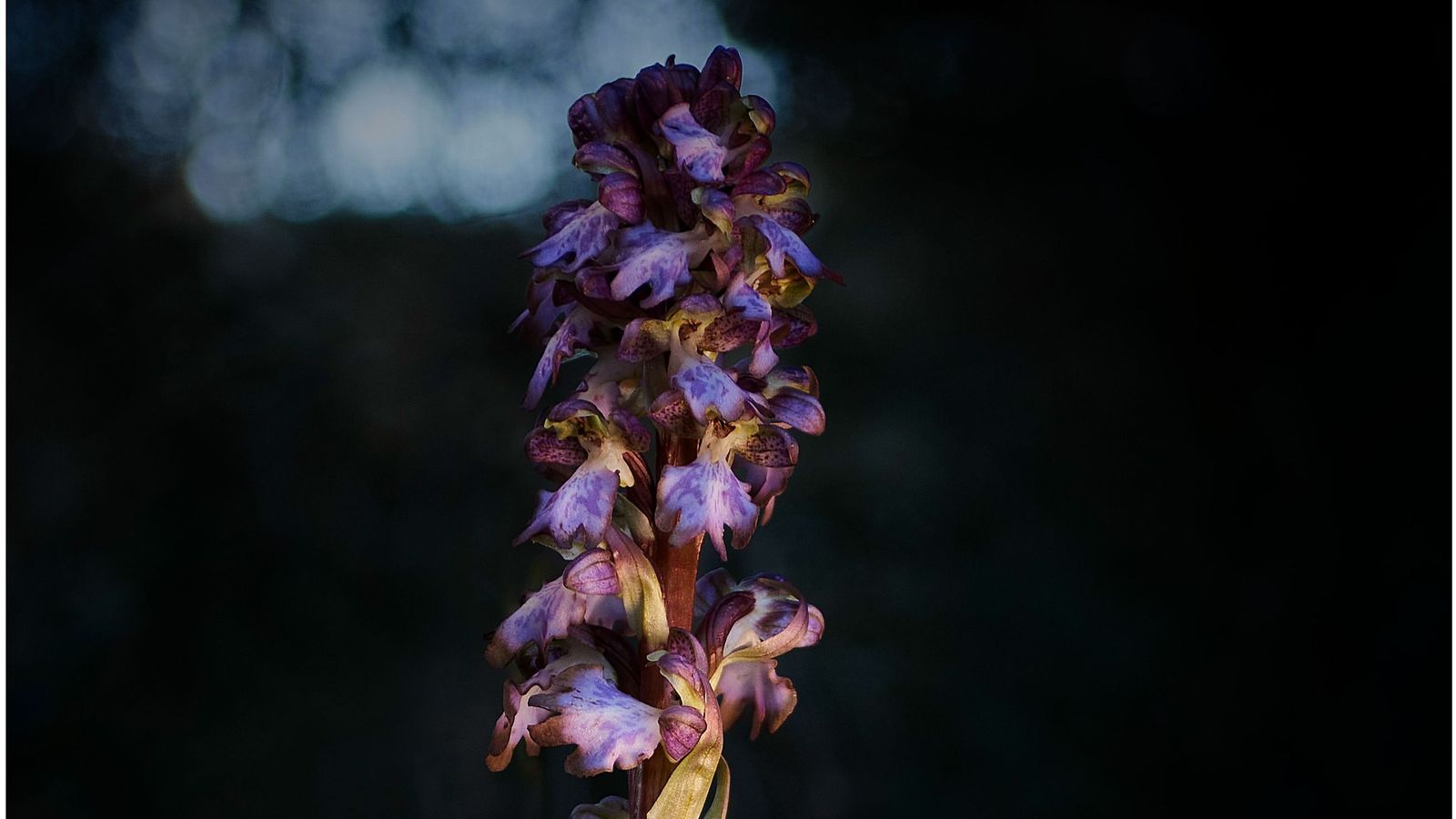 Primer premio Premios de Fotografía Botánica de Castilla y León 2025