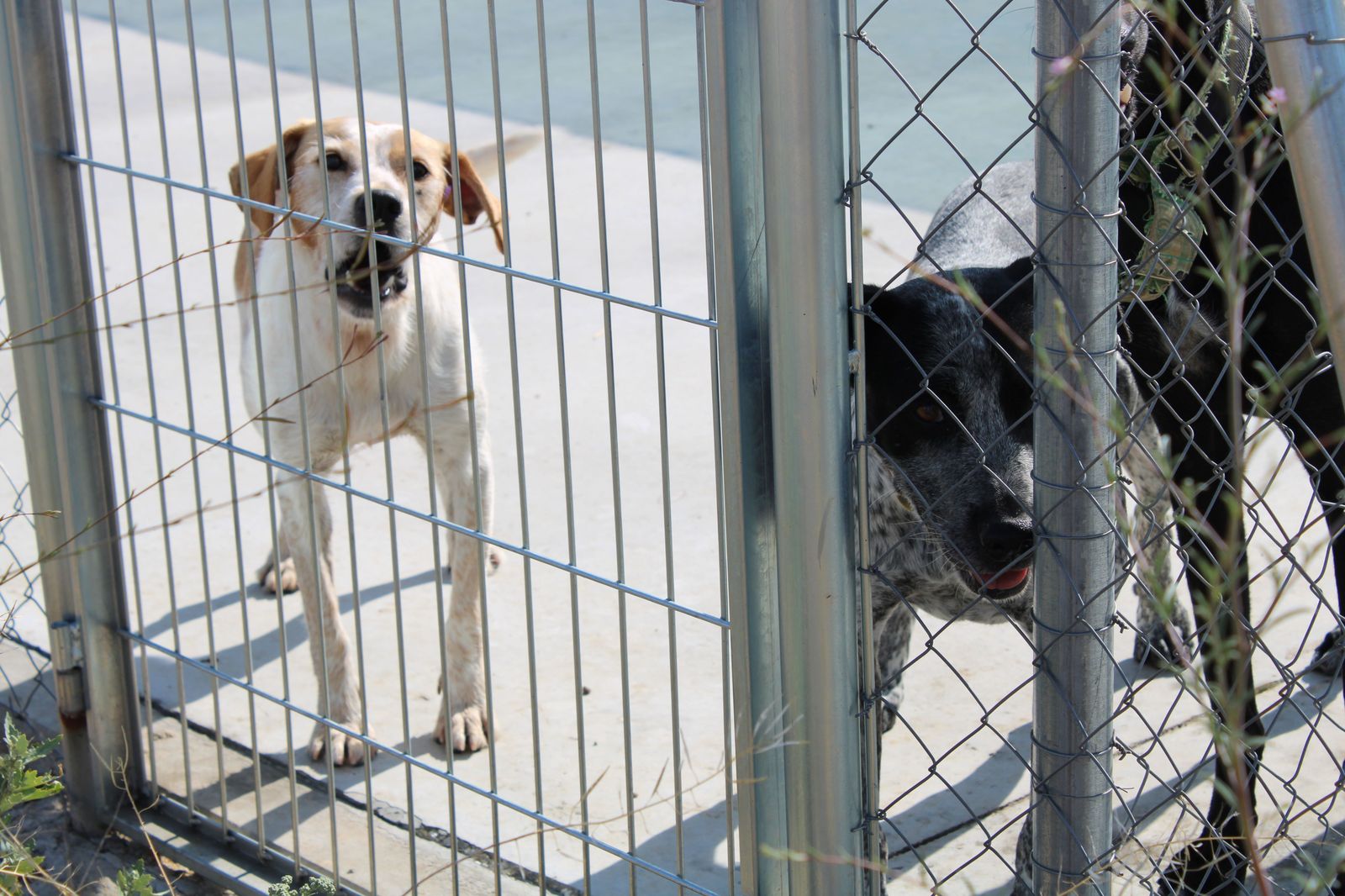 refugio-de-animales-del-ayuntamiento-de-salamanca-35