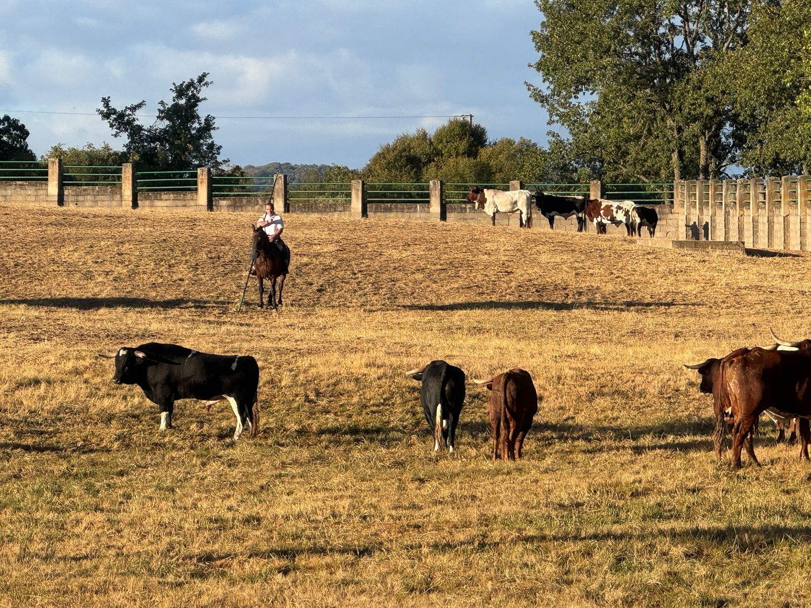 Último encierro a caballo en Aldeadávila de la Ribera con reses de Valrubio