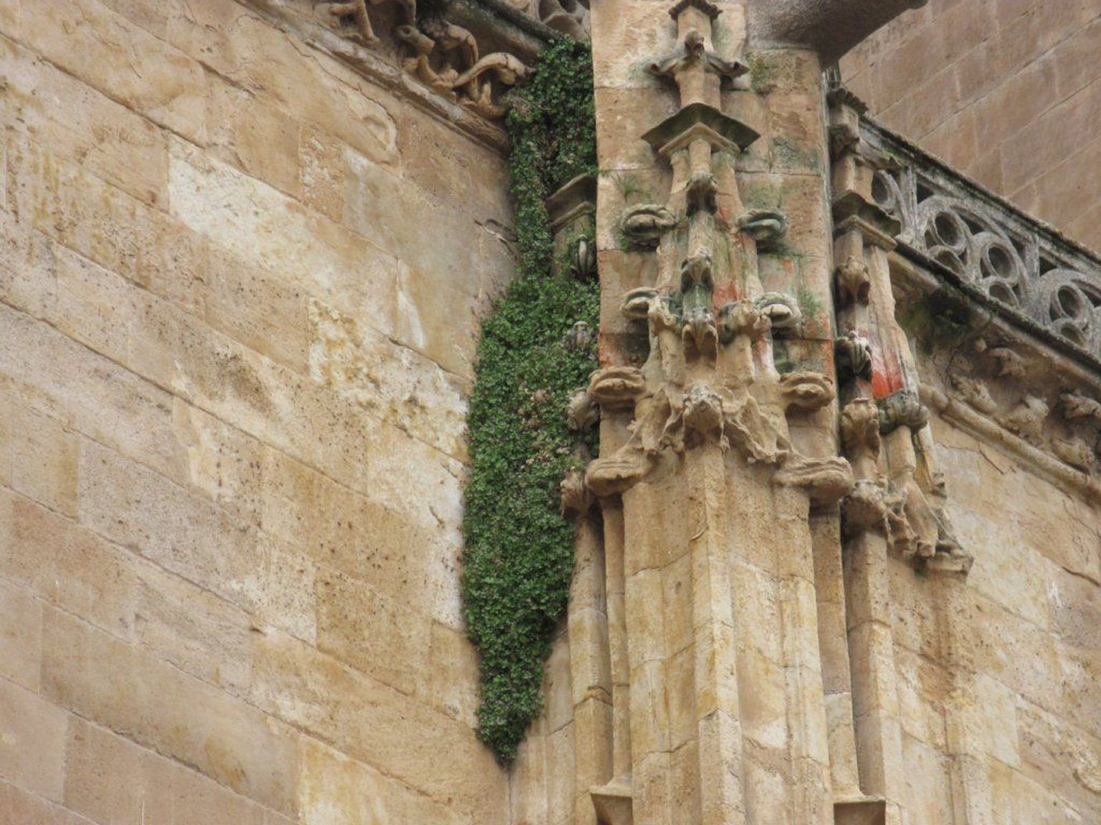 Planta en la fachada de la Catedral Nueva de Salamanca | Foto: Ciudadanos por la Defensa del Patrimonio