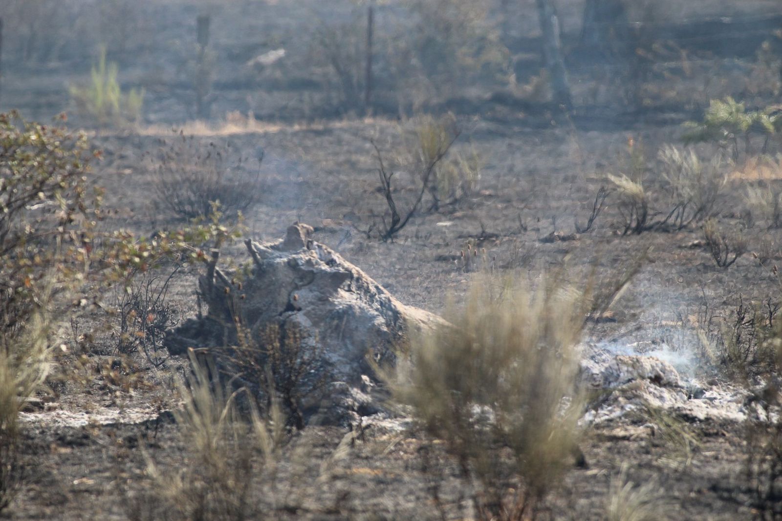 Así han quedado las zonas quemadas durante el incendio de Cipérez