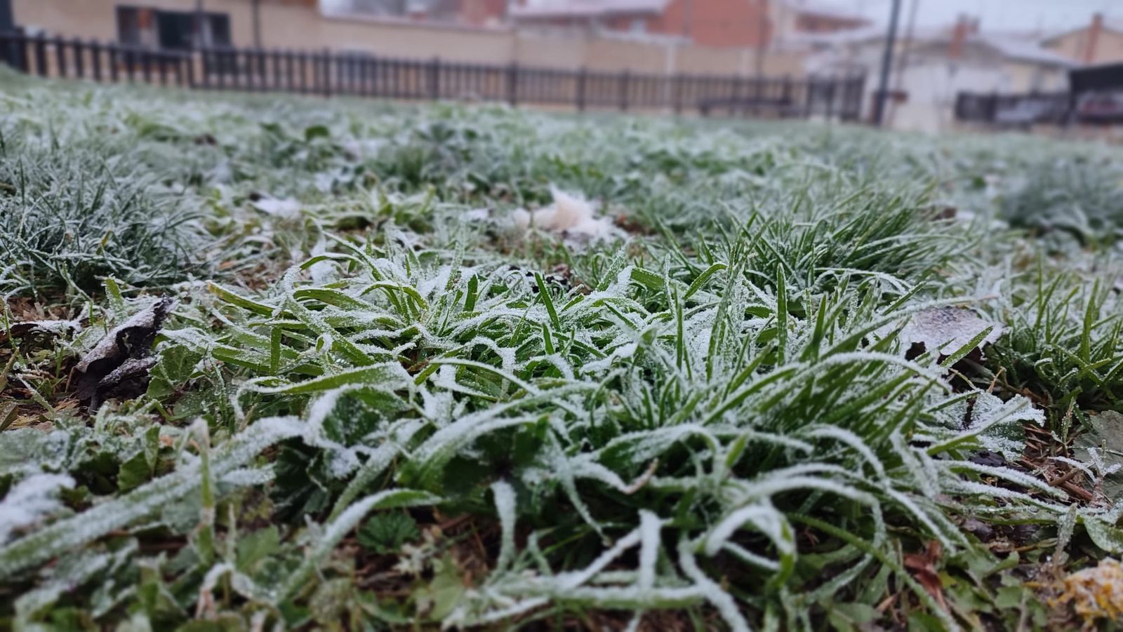 Helada en Zamora.