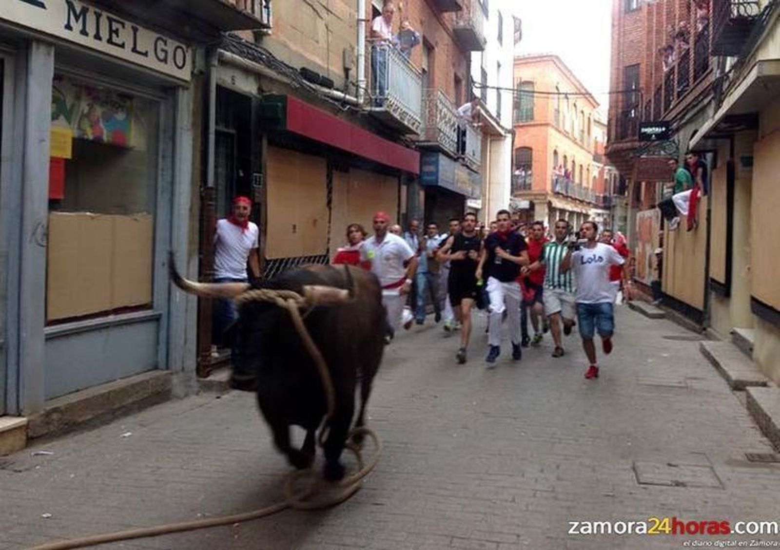 Cornete, el segundo Toro Enmaromado de 2014, cubrió el recorrido en 75 minutos