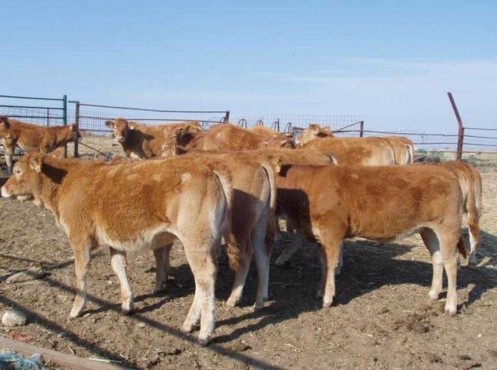 Asaja subraya la importancia económica y social del sector ganadero