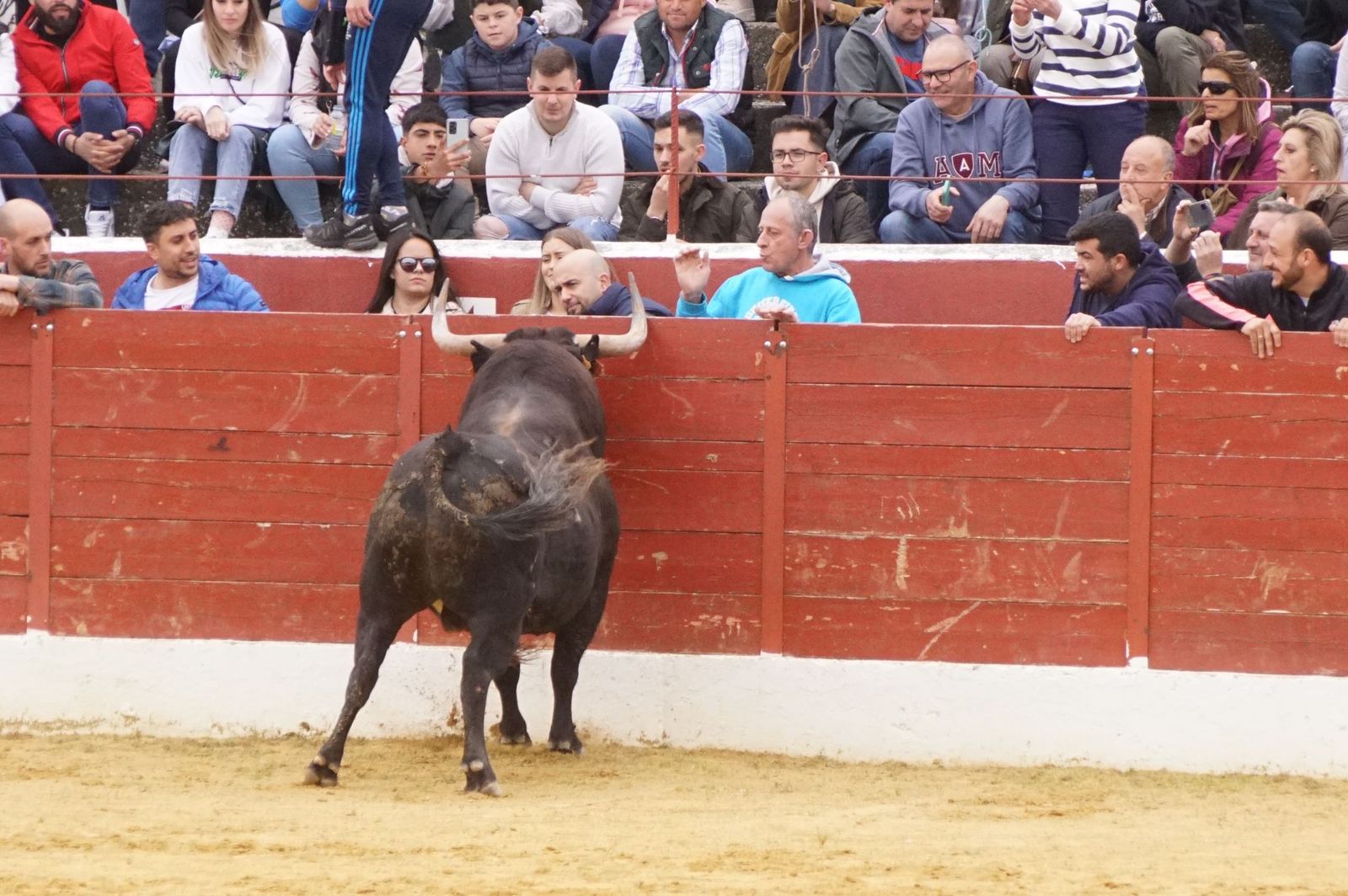ambiente-y-participacion-durante-el-toro-del-voto-en-villoria-suelta-de-dos-toros-del-cajon-foto-juanes-25
