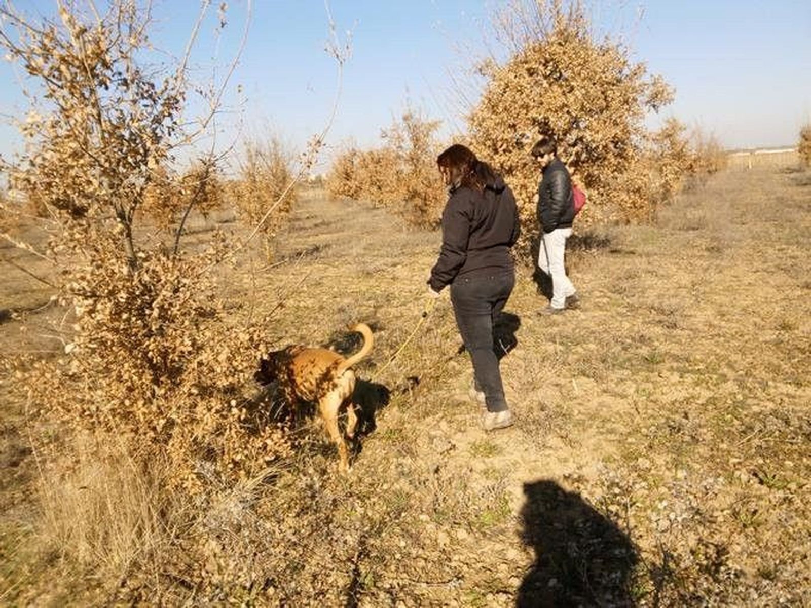 Trufa negra en el Vivero de la Diputación