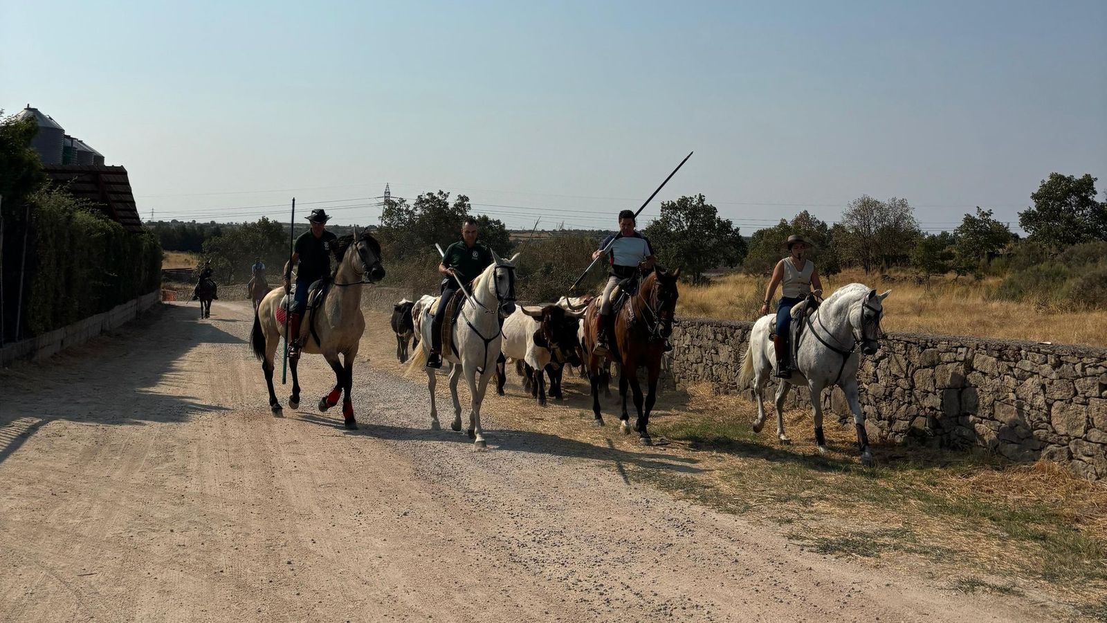 Encierro de bueyes, mini bueyes y parque de hinchables en Aldeadávila de la Ribera por San Bartolo 2025