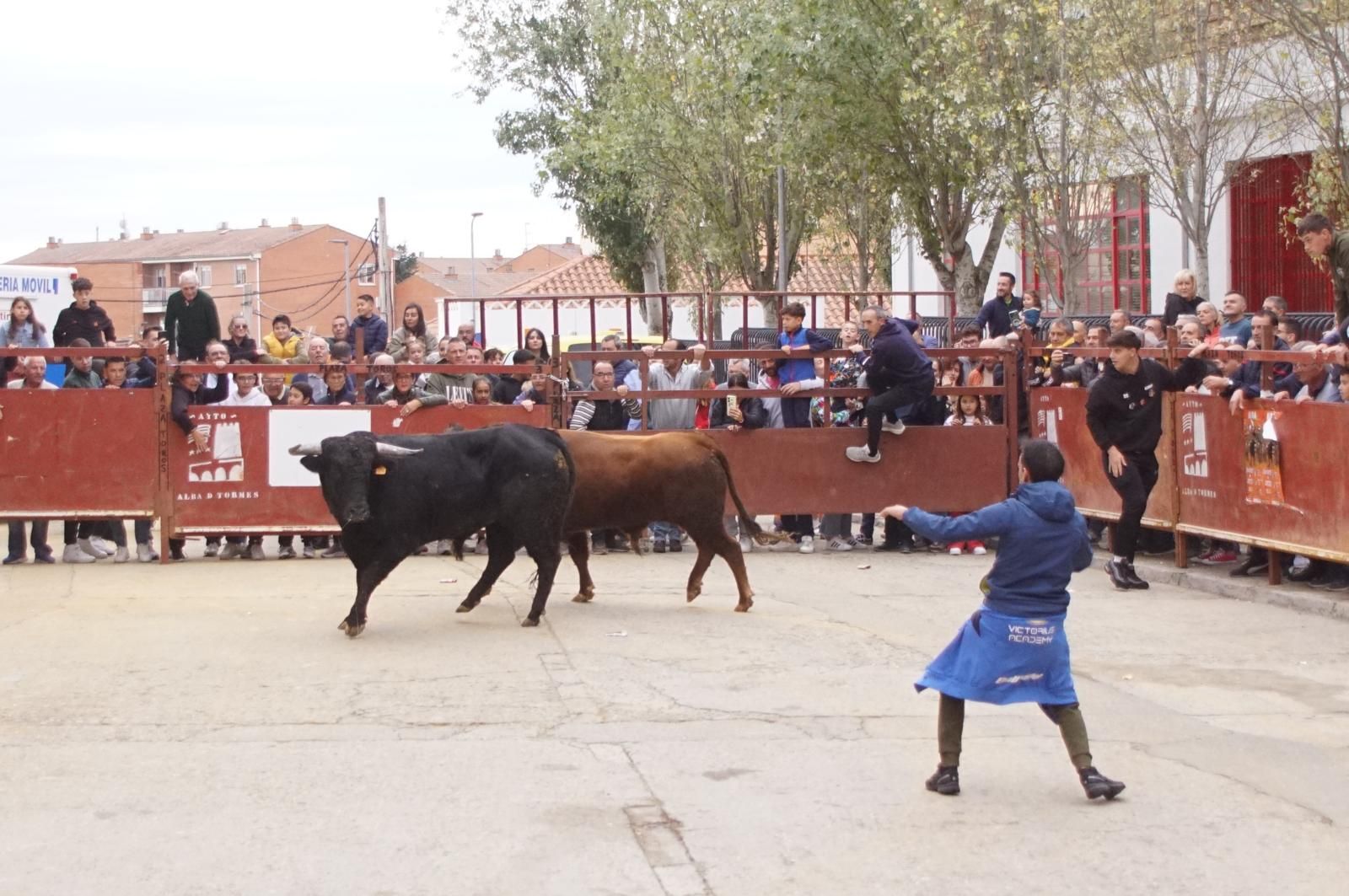 Alba de Tormes celebra un encierro, capea y encierro de minibueyes