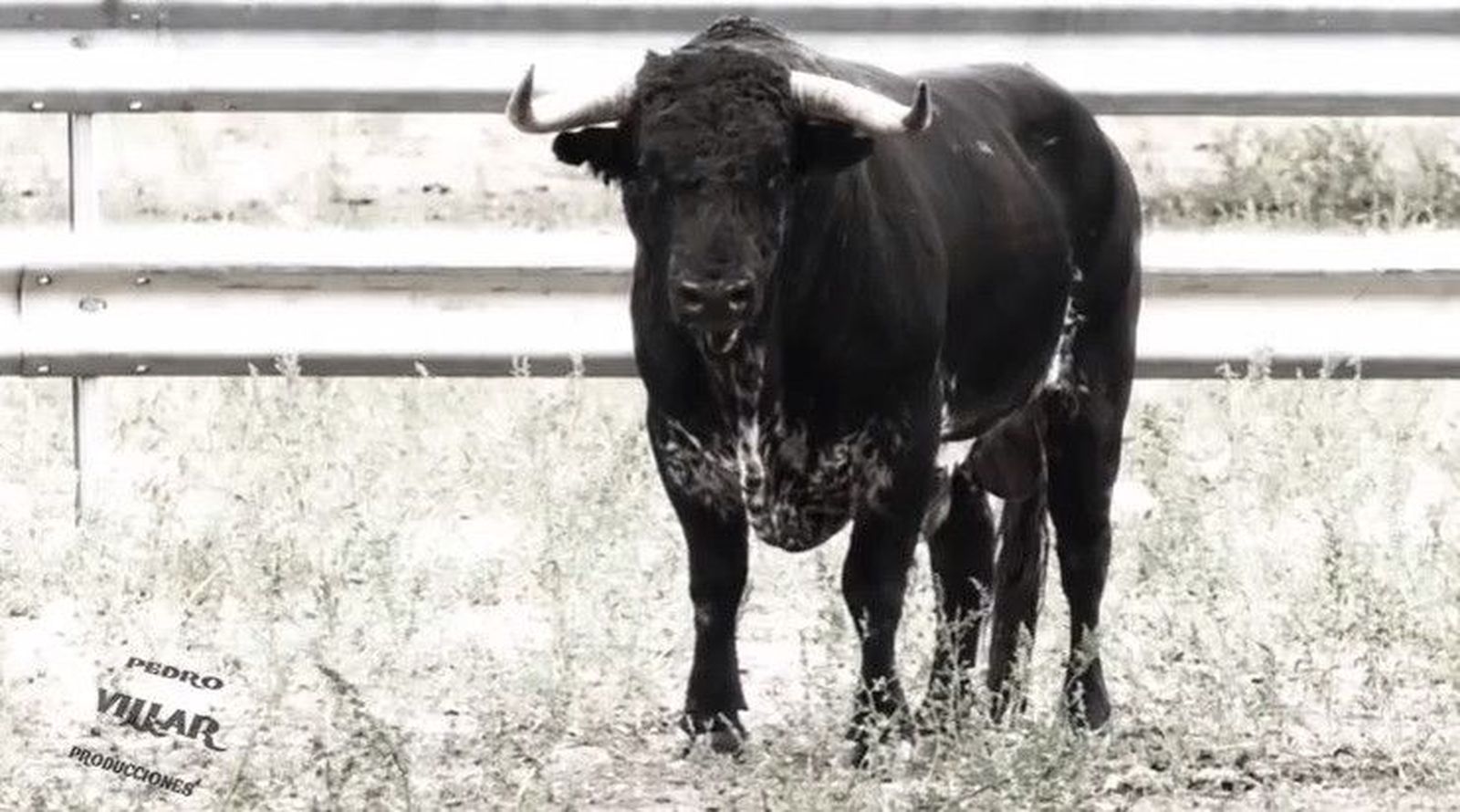 Muere 'Higuero', el toro indultado por Juan del Álamo en la Feria de Salamanca