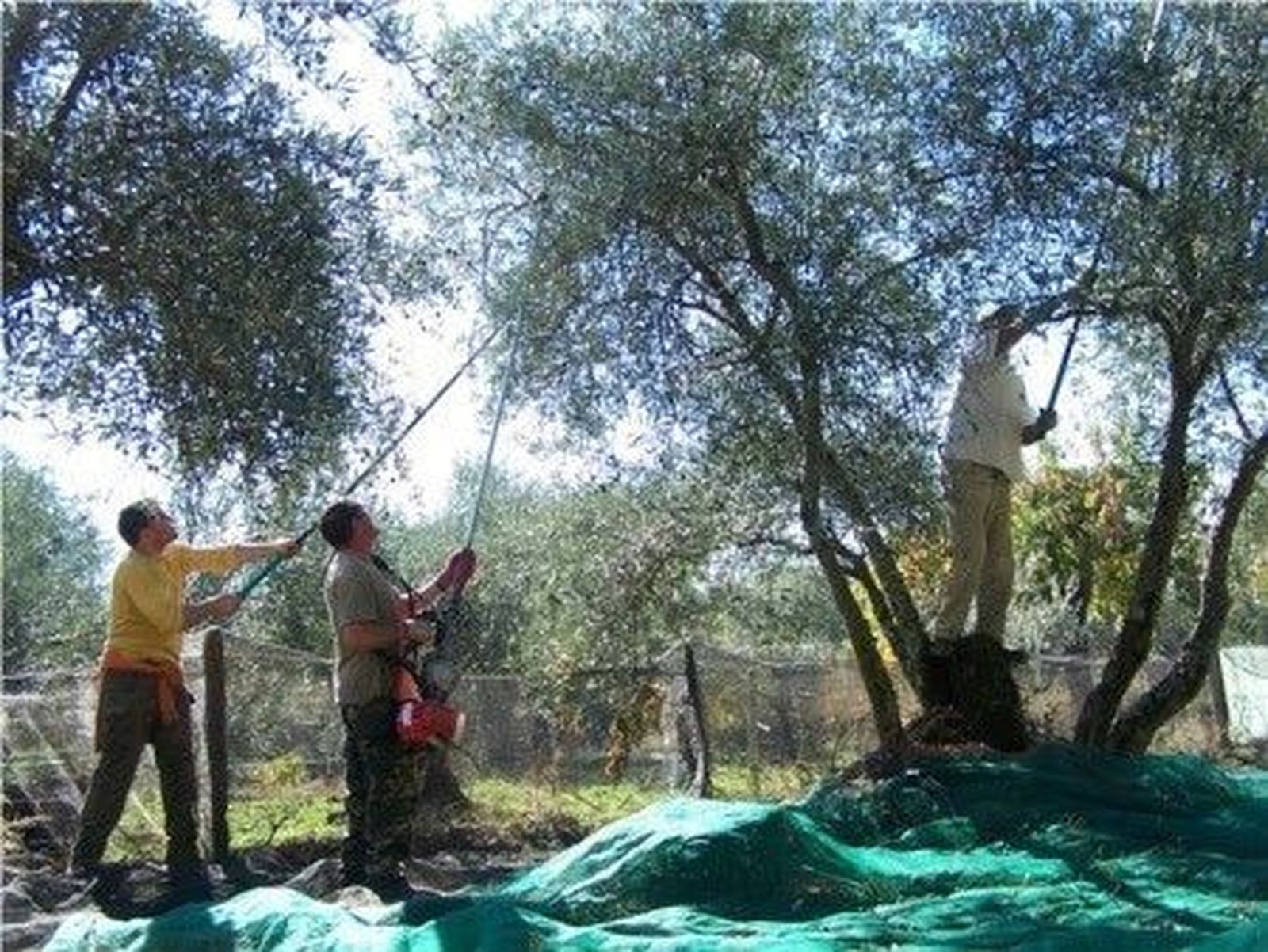 La investigación sobre variedades tradicionales de olivo da lugar a nuevos proyectos